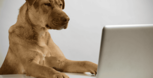 Doge Software Licenses Audit HUD – Key Findings, Risks & Best Practices