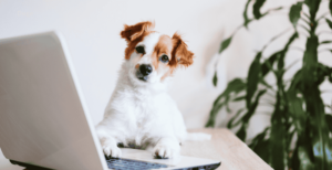 Doge Software Licenses Audit HUD – Key Findings, Risks & Best Practices