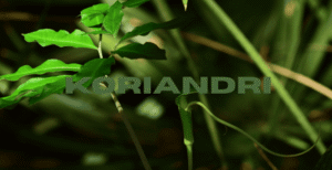 Koriandri – Complete Overview & Meaning
