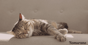 The Ultimate Nomurano Guide – Everything You Need to Know