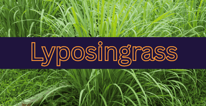 Lyposingrass – A Complete Guide to Growing and Cooking With It