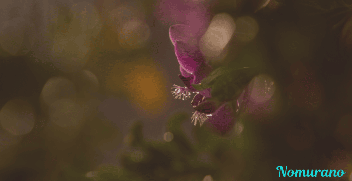 The Ultimate Nomurano Guide – Everything You Need to Know